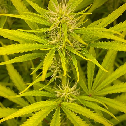 Plantzero2 growlog timeline photo