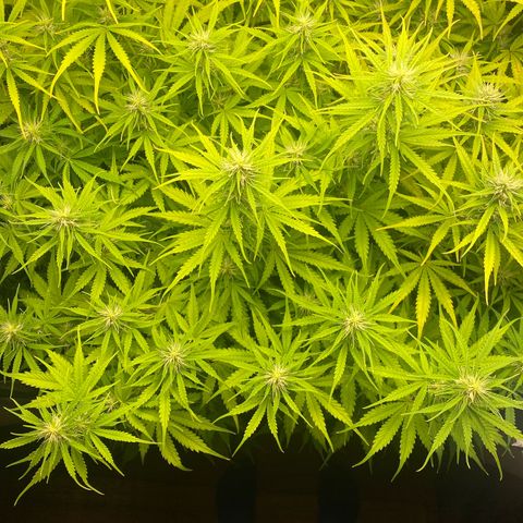 Plantzero3 growlog timeline photo