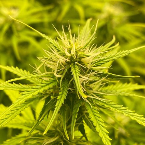 Plantzero3 growlog timeline photo