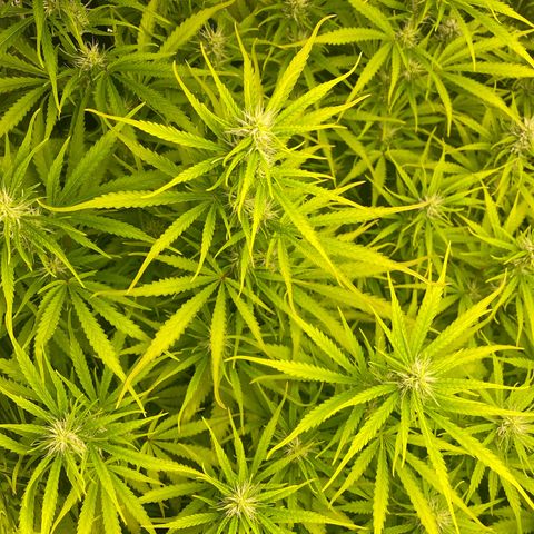 Plantzero2 growlog timeline photo