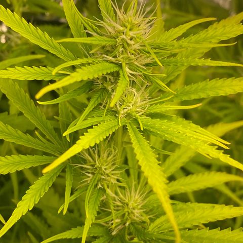 Plantzero2 growlog timeline photo