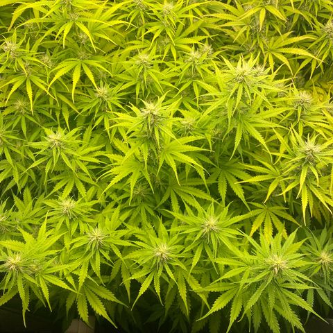 Plantzero3 growlog timeline photo