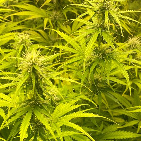 Plantzero3 growlog timeline photo