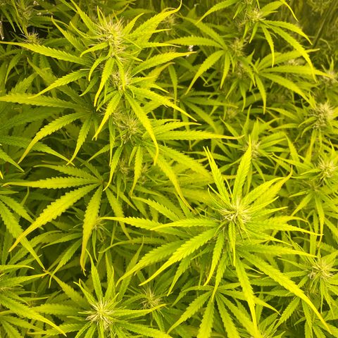 Plantzero2 growlog timeline photo