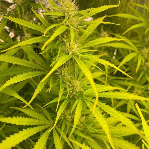 Plantzero2 growlog timeline photo
