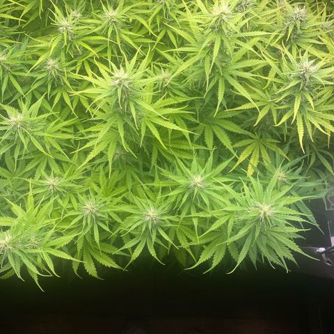 Plantzero3 growlog timeline photo