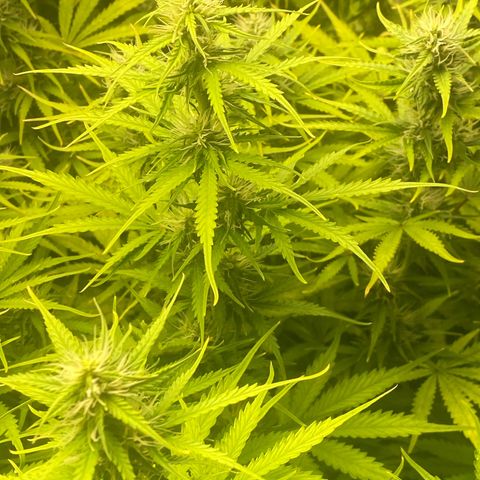 Plantzero3 growlog timeline photo