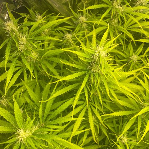 Plantzero2 growlog timeline photo
