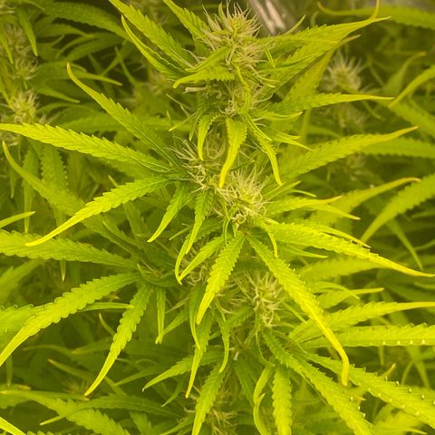 Plantzero2 growlog timeline photo