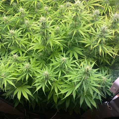Plantzero3 growlog timeline photo