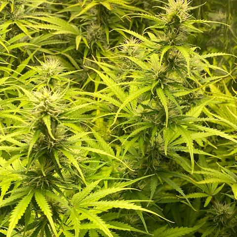 Plantzero3 growlog timeline photo