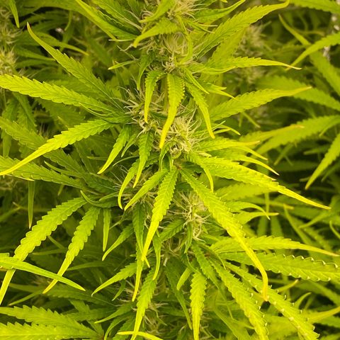 Plantzero2 growlog timeline photo