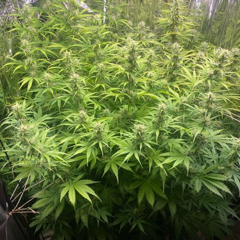 Plantzero2 growlog timeline photo