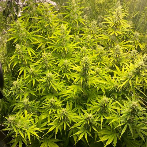 Plantzero2 growlog timeline photo