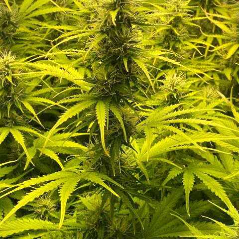 Plantzero3 growlog timeline photo