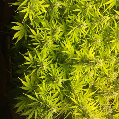Plantzero3 growlog timeline photo