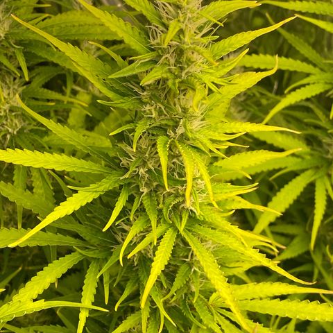 Plantzero2 growlog timeline photo
