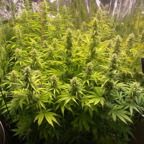 Plantzero2 growlog timeline photo