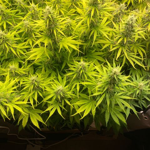Plantzero3 growlog timeline photo