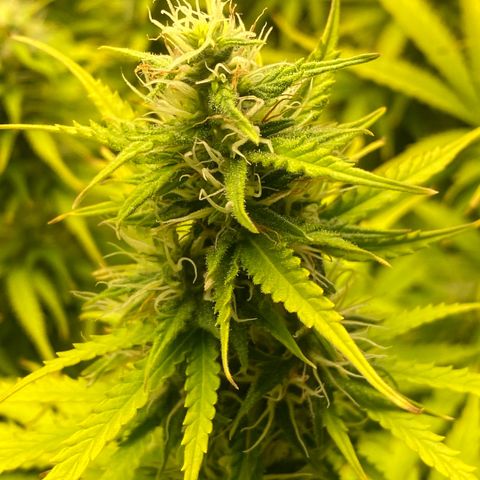Plantzero3 growlog timeline photo