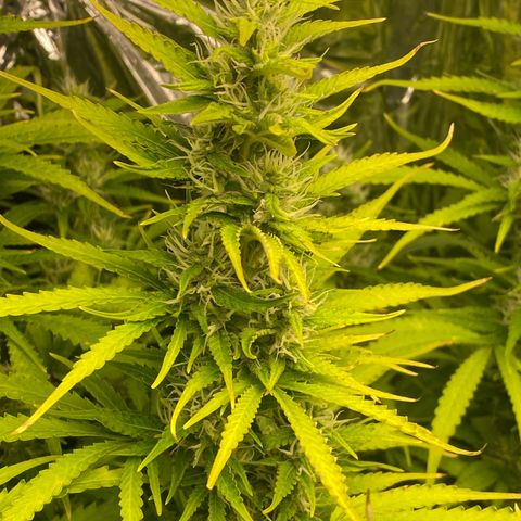 Plantzero2 growlog timeline photo