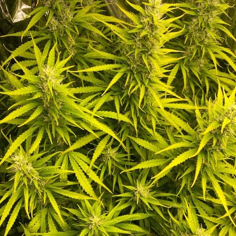Plantzero2 growlog timeline photo