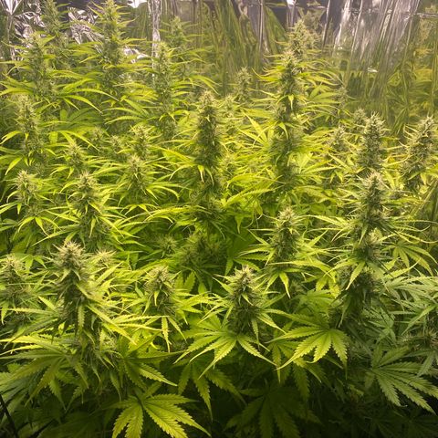 Plantzero2 growlog timeline photo
