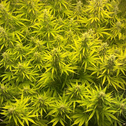 Plantzero2 growlog timeline photo