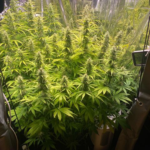 Plantzero2 growlog timeline photo