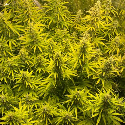 Plantzero2 growlog timeline photo