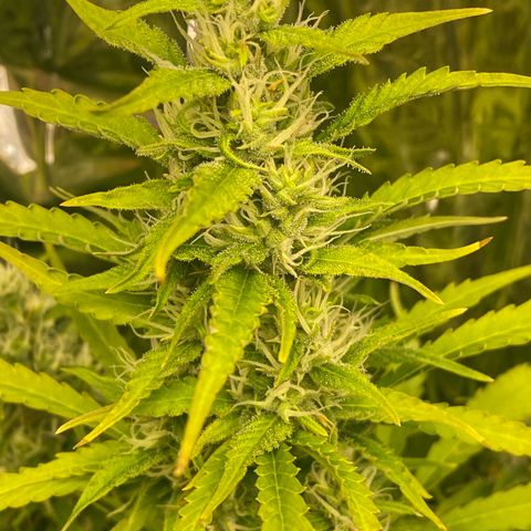 Plantzero2 growlog timeline photo