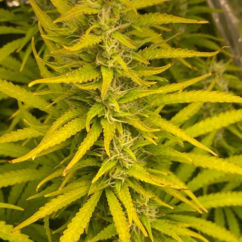 Plantzero2 growlog timeline photo