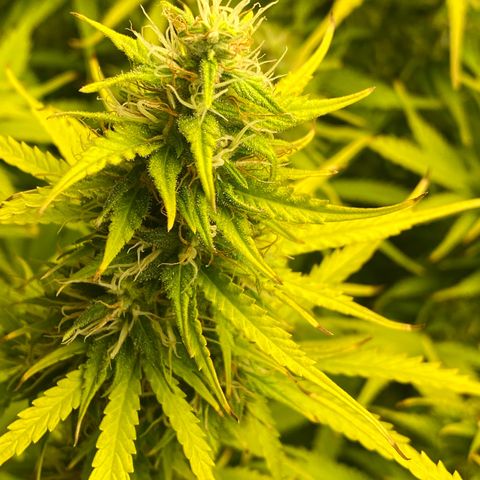 Plantzero3 growlog timeline photo