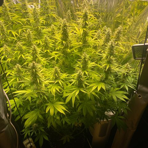 Plantzero2 growlog timeline photo