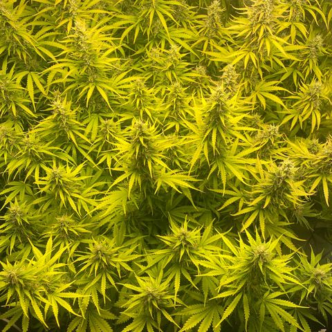 Plantzero2 growlog timeline photo