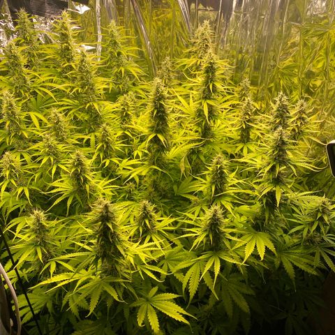 Plantzero2 growlog timeline photo