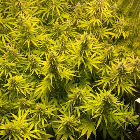 Plantzero2 growlog timeline photo