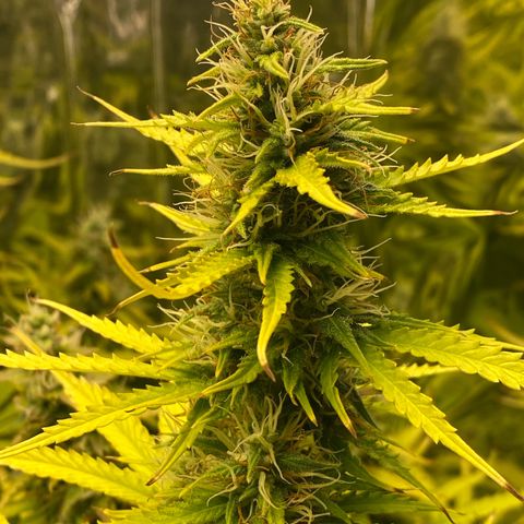 Plantzero3 growlog timeline photo