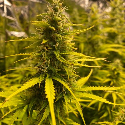 Plantzero3 growlog timeline photo