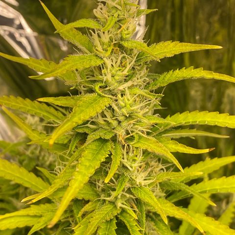 Plantzero2 growlog timeline photo