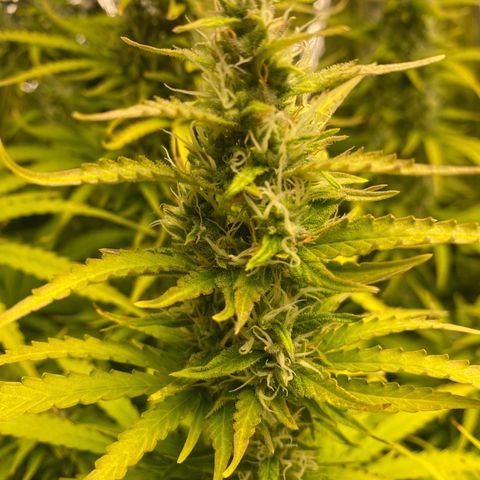Plantzero2 growlog timeline photo