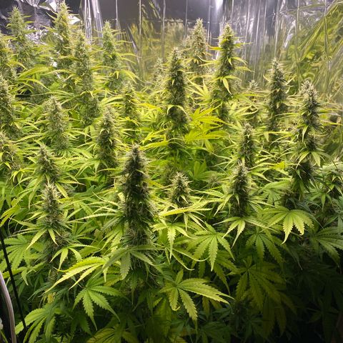 Plantzero2 growlog timeline photo