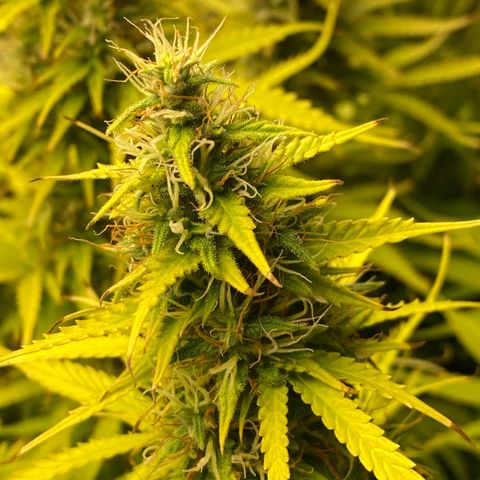 Plantzero3 growlog timeline photo