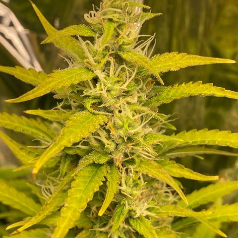 Plantzero2 growlog timeline photo