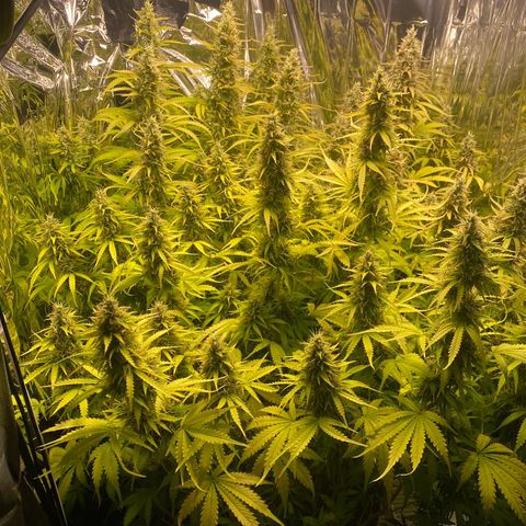 Plantzero2 growlog timeline photo