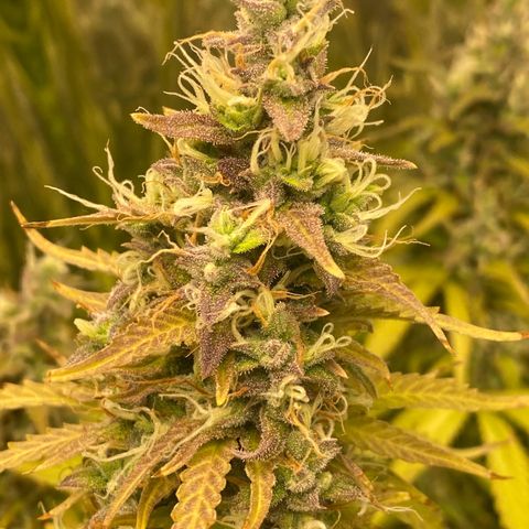 Plantzero2 growlog timeline photo
