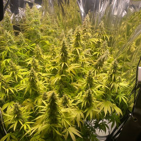 Plantzero2 growlog timeline photo