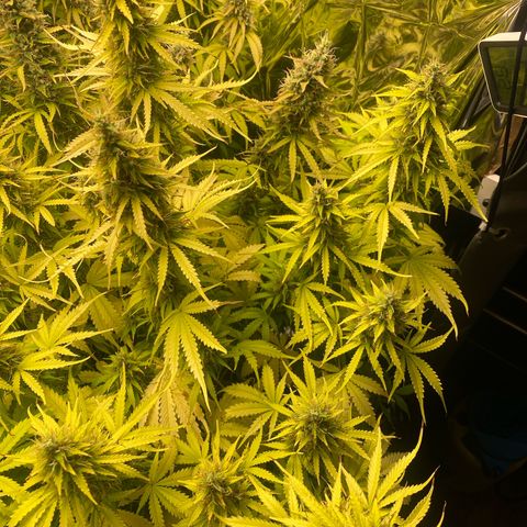 Plantzero2 growlog timeline photo