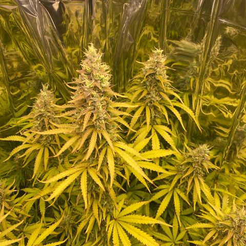 Plantzero2 growlog timeline photo