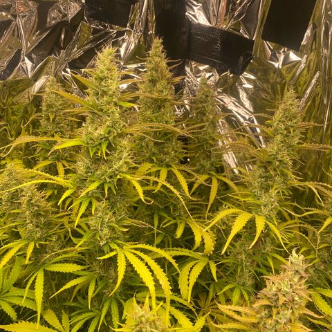 Plantzero2 growlog timeline photo